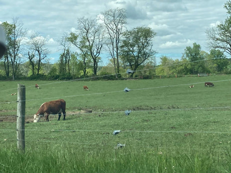 The ethos of House of Anagha